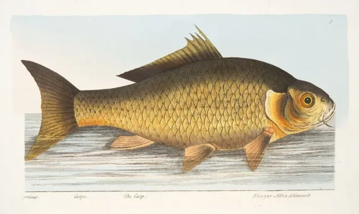 Framed Print : The Carp, from A Treatise on Fish and Fish-ponds, pub. 1832 (hand coloured engraving) Framed Print : The Carp, from A Treatise on Fish and Fish-ponds, pub. 1832 (hand coloured engraving)
