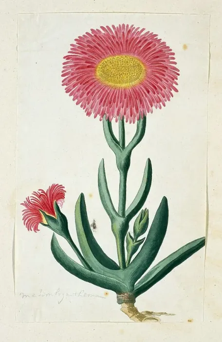Framed Print : Carpobrotus Quadrifidus L. Bolus, 1777-1786. Creator: Robert Jacob Gordon Framed Print : Carpobrotus Quadrifidus L. Bolus, 1777-1786. Creator: Robert Jacob Gordon