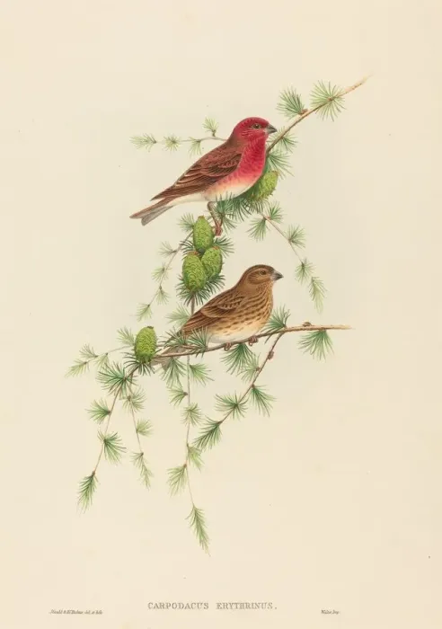 Framed Print : Carpodacus erythrinus (Common Rose Finch). Creators: John Gould Framed Print : Carpodacus erythrinus (Common Rose Finch). Creators: John Gould