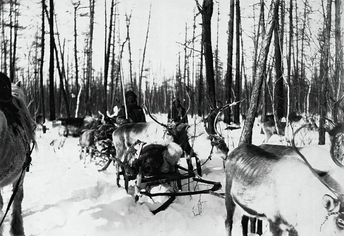 Framed Print : Carriage of goods by reindeer, 1890. Creator: Unknown Framed Print : Carriage of goods by reindeer, 1890. Creator: Unknown