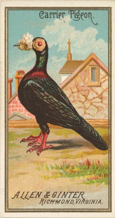 Framed Print : Carrier Pigeon, from the Birds of America series (N4) for Allen & Framed Print : Carrier Pigeon, from the Birds of America series (N4) for Allen &