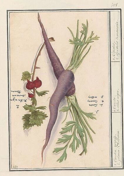 Carrot (Daucus carota) and red currant (Ribes rubrum), 1596-1610. Creators: Anselmus de Boodt, Elias Verhulst