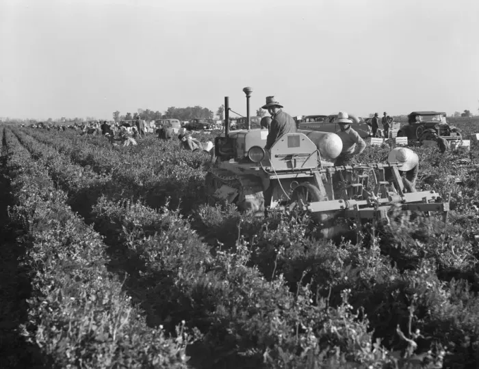 Framed Print : Carrot digger. Imperial Valley, California, 1939. Creator: Dorothea Lange Framed Print : Carrot digger. Imperial Valley, California, 1939. Creator: Dorothea Lange