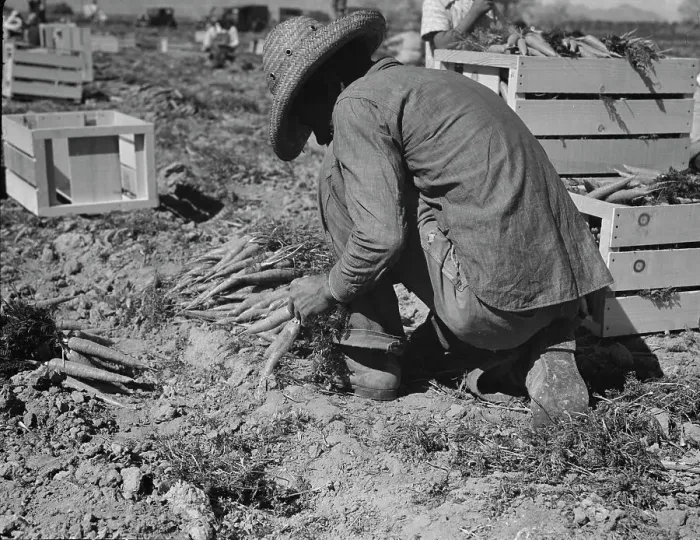 Framed Print : One of the hundred carrot pullers in this field in the Coachella Valley, California, 1937. Creator: Dorothea Lange Framed Print : One of the hundred carrot pullers in this field in the Coachella Valley, California, 1937. Creator: Dorothea Lange