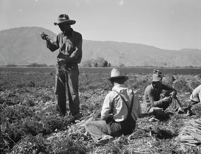 Framed Print : Carrot pullers from Texas, Oklahoma, Missouri, Arkansas and Mexico in Coachella Valley, CA, 1937. Creator: Dorothea Lange Framed Print : Carrot pullers from Texas, Oklahoma, Missouri, Arkansas and Mexico in Coachella Valley, CA, 1937. Creator: Dorothea Lange