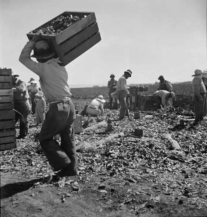 Framed Print : Carrot pullers from Texas, Oklahoma, Arkansas, Missouri and Mexico in Coachella Valley, CA, 1937. Creator: Dorothea Lange Framed Print : Carrot pullers from Texas, Oklahoma, Arkansas, Missouri and Mexico in Coachella Valley, CA, 1937. Creator: Dorothea Lange