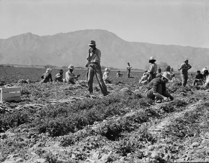 Framed Print : Carrot pullers from Texas, Oklahoma, Arkansas, Missouri and Mexico in Coachella Valley, CA, 1937. Creator: Dorothea Lange Framed Print : Carrot pullers from Texas, Oklahoma, Arkansas, Missouri and Mexico in Coachella Valley, CA, 1937. Creator: Dorothea Lange