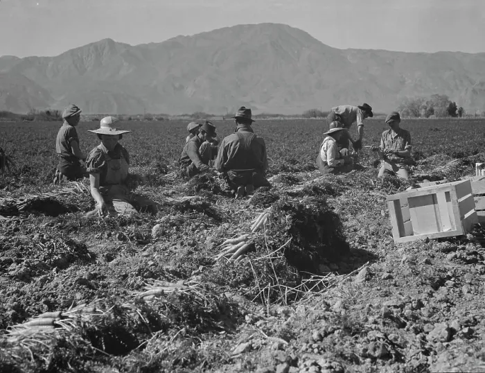 Framed Print : Carrot pullers from Texas, Oklahoma, Missouri, Arkansas and Mexico in Coachella Valley, CA, 1937. Creator: Dorothea Lange Framed Print : Carrot pullers from Texas, Oklahoma, Missouri, Arkansas and Mexico in Coachella Valley, CA, 1937. Creator: Dorothea Lange