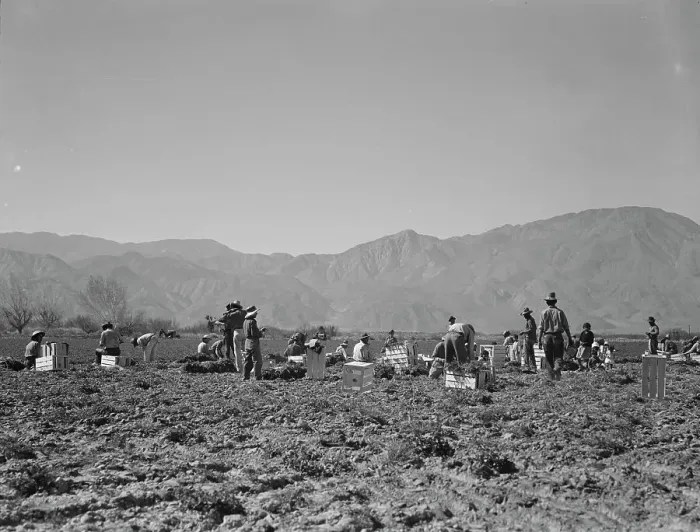 Framed Print : Carrot pullers from Texas, Oklahoma, Missouri, Arkansas and Mexico in Coachella Valley, CA, 1937. Creator: Dorothea Lange Framed Print : Carrot pullers from Texas, Oklahoma, Missouri, Arkansas and Mexico in Coachella Valley, CA, 1937. Creator: Dorothea Lange