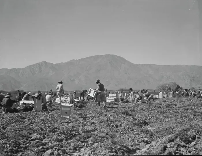 Framed Print : Carrot pullers from Texas, Oklahoma, Missouri, Arkansas and Mexico in Coachella Valley, CA, 1937. Creator: Dorothea Lange Framed Print : Carrot pullers from Texas, Oklahoma, Missouri, Arkansas and Mexico in Coachella Valley, CA, 1937. Creator: Dorothea Lange