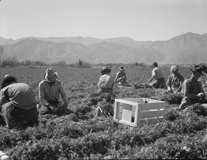 Framed Print : Carrot pullers from Texas, Oklahoma, Missouri, Arkansas and Mexico in California, 1937. Creator: Dorothea Lange Framed Print : Carrot pullers from Texas, Oklahoma, Missouri, Arkansas and Mexico in California, 1937. Creator: Dorothea Lange