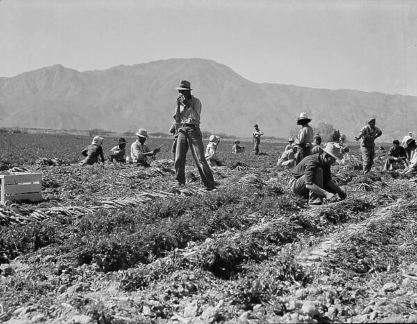 Carrot pullers from Texas, Oklahoma, Arkansas, Missouri and Mexico in Coachella Valley, CA, 1937. Creator: Dorothea Lange