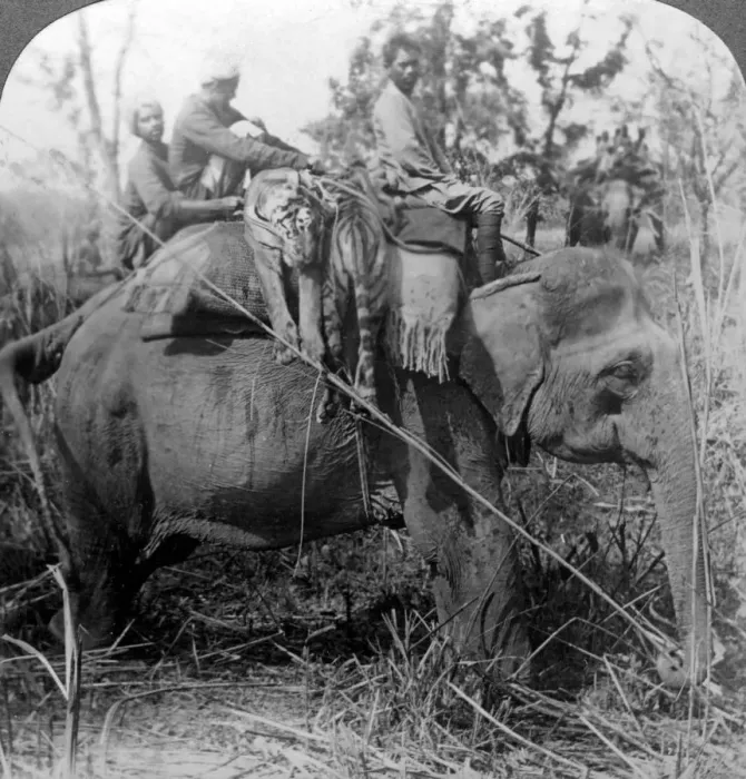Framed Print : Carrying dead tigers back to camp, Behar ungle, India, c1900s(?). Artist: Underwood & Underwood Framed Print : Carrying dead tigers back to camp, Behar ungle, India, c1900s(?). Artist: Underwood & Underwood