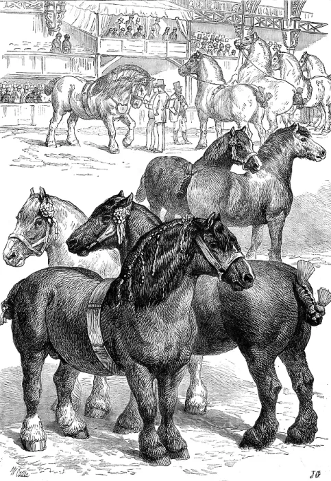 Framed Print : The Cart-Horse Show at the Agricultural Hall, 1881. Creator: J. G Framed Print : The Cart-Horse Show at the Agricultural Hall, 1881. Creator: J. G