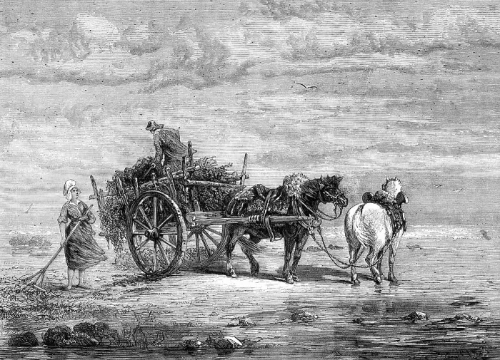 Framed Print : Carting Seaweed, Coast of Normandy, by S. Bird, from the exhibition of the Royal Academy, 1872. Creator: Unknown Framed Print : Carting Seaweed, Coast of Normandy, by S. Bird, from the exhibition of the Royal Academy, 1872. Creator: Unknown