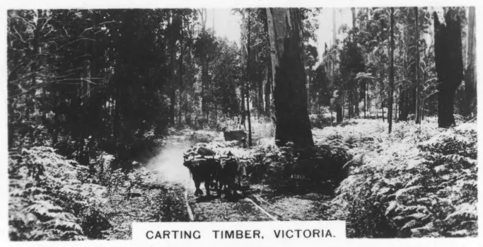 Framed Print : Carting timber, Victoria, Australia, 1928 Framed Print : Carting timber, Victoria, Australia, 1928