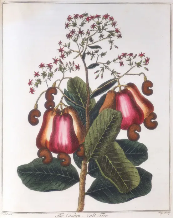 Framed Print : Cashew nut - Anacardium occidentale, c1798 Framed Print : Cashew nut - Anacardium occidentale, c1798