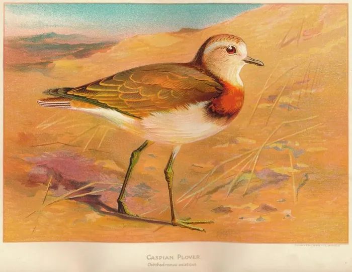 Framed Print : Caspian Plover (Ochthodromus asiaticus), 1900, (1900). Artist: Charles Whymper Framed Print : Caspian Plover (Ochthodromus asiaticus), 1900, (1900). Artist: Charles Whymper