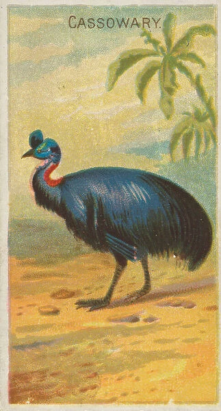 Cassowary, from the Birds of the Tropics series (N5) for Allen &