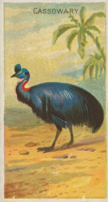 Framed Print : Cassowary, from the Birds of the Tropics series (N5) for Allen &amp