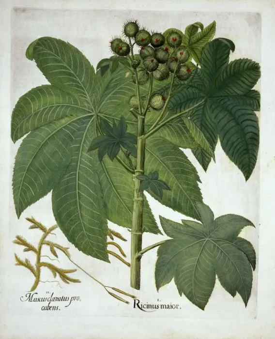 Framed Print : Castor Oil Plant, from Hortus Eystettensis, by Basil Besler (1561-1629) pub. 1613 Framed Print : Castor Oil Plant, from Hortus Eystettensis, by Basil Besler (1561-1629) pub. 1613