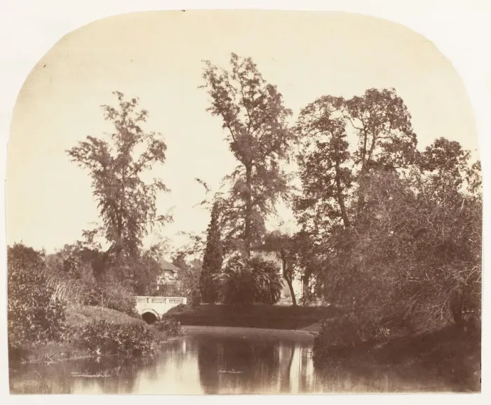 Framed Print : Casuarina Trees, Botanic Gardens, Calcutta, 1858-61. Creator: Unknown Framed Print : Casuarina Trees, Botanic Gardens, Calcutta, 1858-61. Creator: Unknown