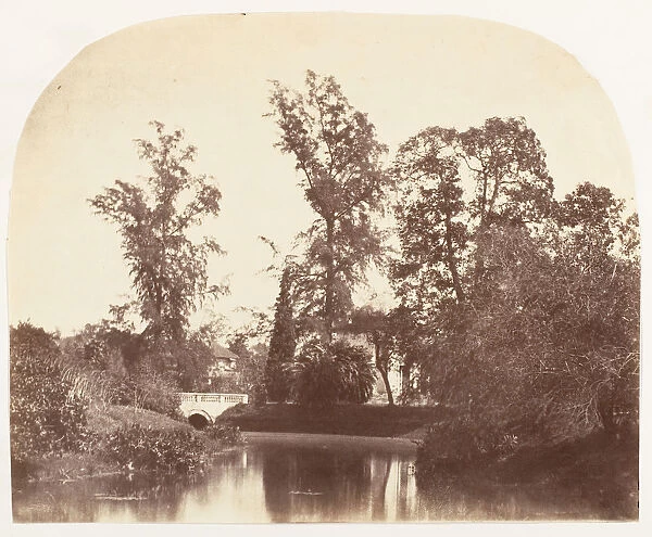 Casuarina Trees, Botanic Gardens, Calcutta, 1858-61. Creator: Unknown