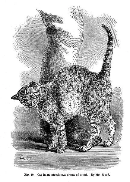 A cat in affectionate frame of mind, from The Expression and Emotions in Man and Animals, 1872