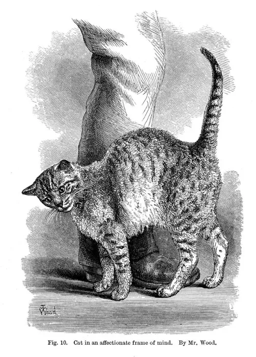 Framed Print : A cat in affectionate frame of mind, from The Expression and Emotions in Man and Animals, 1872 Framed Print : A cat in affectionate frame of mind, from The Expression and Emotions in Man and Animals, 1872