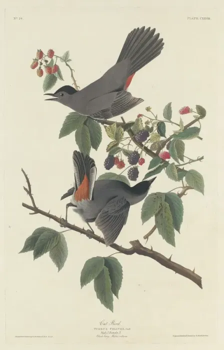 Framed Print : Cat Bird, 1832. Creator: Robert Havell Framed Print : Cat Bird, 1832. Creator: Robert Havell