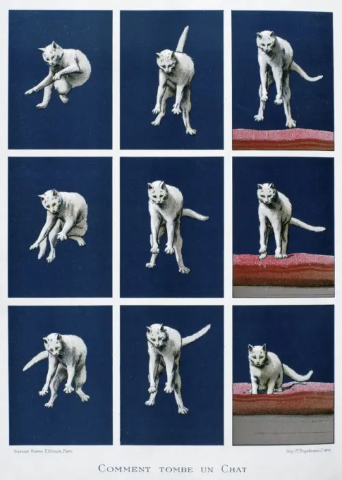 Framed Print : How a cat falls, 19th century. Artist: Gustave Francois Lasellaz Framed Print : How a cat falls, 19th century. Artist: Gustave Francois Lasellaz