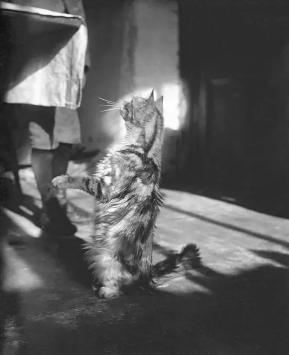 Framed Print : Cat, Kilternan Abbey, Golden Ball, Ireland, c1895. Creator: Robert Augustus Henry L'Estrange. Cat, Kilternan Abbey, Golden Ball, Ireland, c1895 Framed Print : Cat, Kilternan Abbey, Golden Ball, Ireland, c1895. Creator: Robert Augustus Henry L'Estrange. Cat, Kilternan Abbey, Golden Ball, Ireland, c1895
