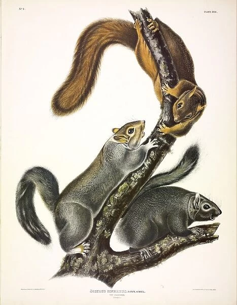 Cat Squirrel, Sciurus Cinereus, 1845