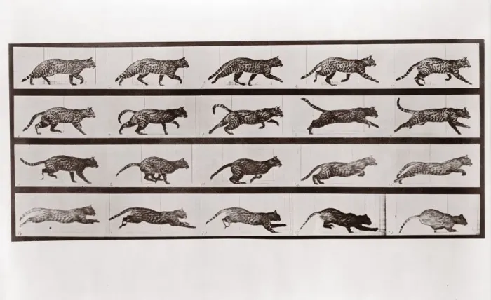 Framed Print : Cat Trotting and galloping, Plate 717 from Animal Locomotion, 1887 (photograph) Framed Print : Cat Trotting and galloping, Plate 717 from Animal Locomotion, 1887 (photograph)