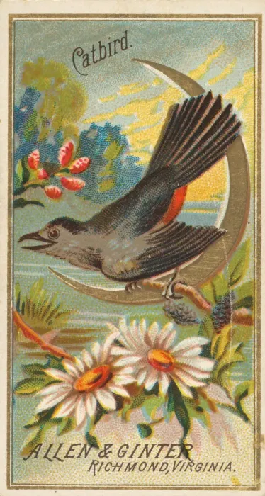 Framed Print : Catbird, from the Birds of America series (N4) for Allen & Ginter Cigarettes Brands Framed Print : Catbird, from the Birds of America series (N4) for Allen & Ginter Cigarettes Brands
