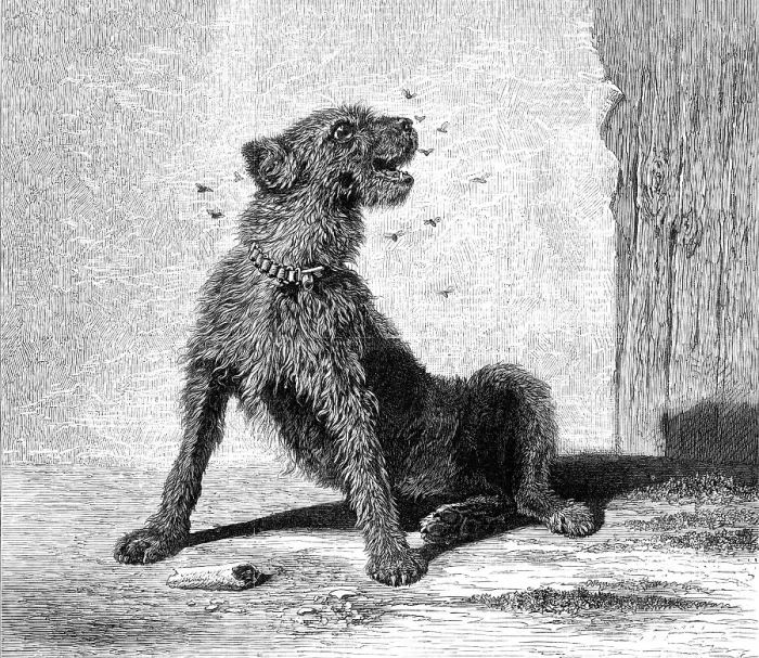 Framed Print : Catching Flies, by B. Riviere, 1870. Creator: Unknown Framed Print : Catching Flies, by B. Riviere, 1870. Creator: Unknown