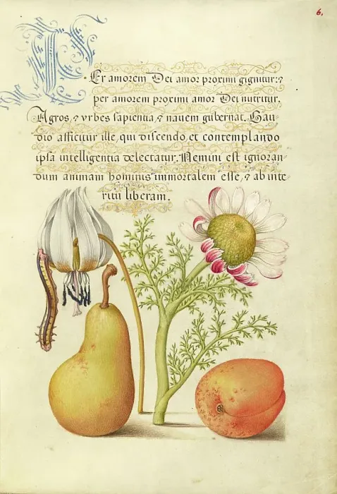 Framed Print : Caterpillar, Dog-Tooth Violet, Pear, and Apricot, 1561-1562; illumination added 1591-1596. Creator: Joris Hoefnagel Framed Print : Caterpillar, Dog-Tooth Violet, Pear, and Apricot, 1561-1562; illumination added 1591-1596. Creator: Joris Hoefnagel