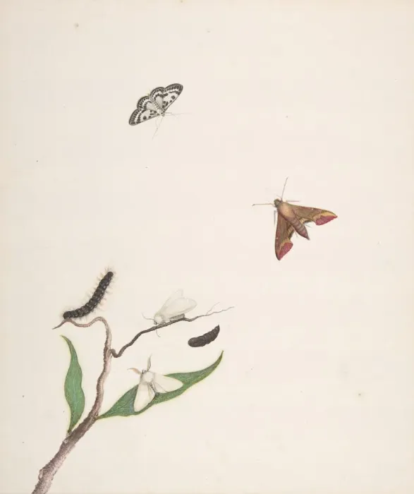Framed Print : A Caterpillar and Two Moths on a Branch and Two Butterflies, early 18th-mid 18th century Framed Print : A Caterpillar and Two Moths on a Branch and Two Butterflies, early 18th-mid 18th century