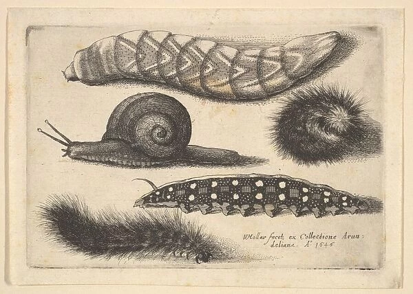 Four Caterpillars and a Snail, 1646. Creator: Wenceslaus Hollar