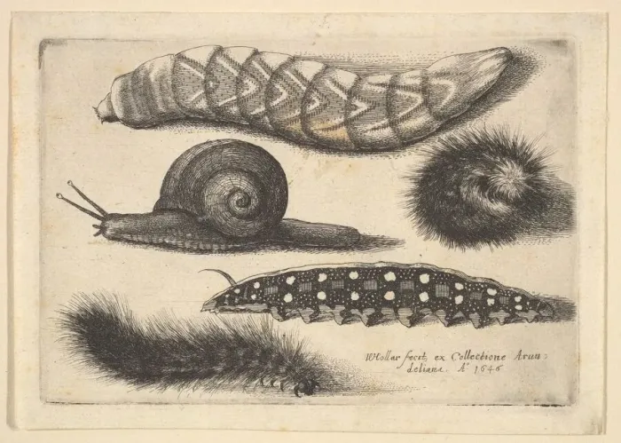 Framed Print : Four Caterpillars and a Snail, 1646. Creator: Wenceslaus Hollar Framed Print : Four Caterpillars and a Snail, 1646. Creator: Wenceslaus Hollar