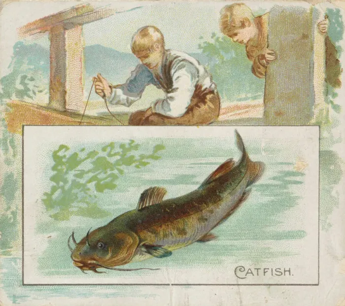 Framed Print : Catfish, from Fish from American Waters series (N39) for Allen & Ginter Cigarettes Framed Print : Catfish, from Fish from American Waters series (N39) for Allen & Ginter Cigarettes