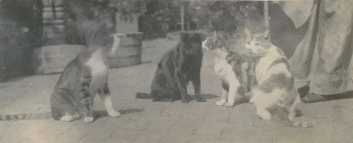 Framed Print : Four Cats, ca. 1895. Creator: Thomas Eakins Framed Print : Four Cats, ca. 1895. Creator: Thomas Eakins