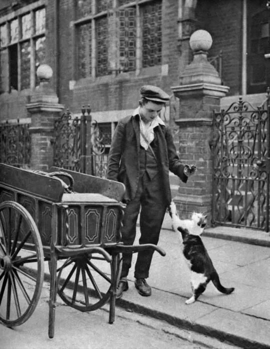 Framed Print : Cats meat man, London, 1926-1927. Artist: McLeish Framed Print : Cats meat man, London, 1926-1927. Artist: McLeish