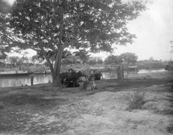 Framed Print : Cattle, Alipore, India, 1905-1906. Artist: FL Peters Framed Print : Cattle, Alipore, India, 1905-1906. Artist: FL Peters