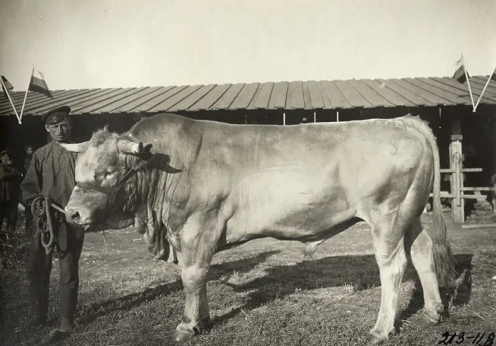 Framed Print : Cattle breeding Podkovyrov, 1911. Creator: A. A. Antonov Framed Print : Cattle breeding Podkovyrov, 1911. Creator: A. A. Antonov