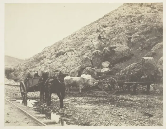 Framed Print : Cattle and Carts, leaving Balaklava, 1855. Creator: Roger Fenton Framed Print : Cattle and Carts, leaving Balaklava, 1855. Creator: Roger Fenton