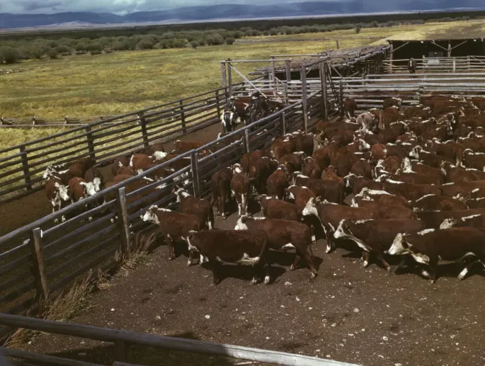 Framed Print : Cattle in corral waiting to be weighed before being trailed... Beaverhead County, Montana, 1942. Creator: Russell Lee Framed Print : Cattle in corral waiting to be weighed before being trailed... Beaverhead County, Montana, 1942. Creator: Russell Lee