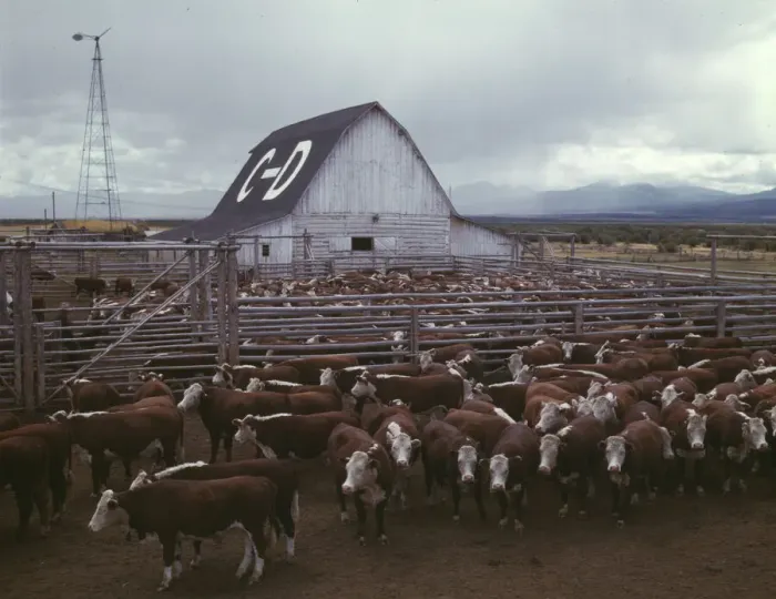 Framed Print : Cattle in corrals on ranch, Beaverhead County, Mont. 1942. Creator: Russell Lee Framed Print : Cattle in corrals on ranch, Beaverhead County, Mont. 1942. Creator: Russell Lee
