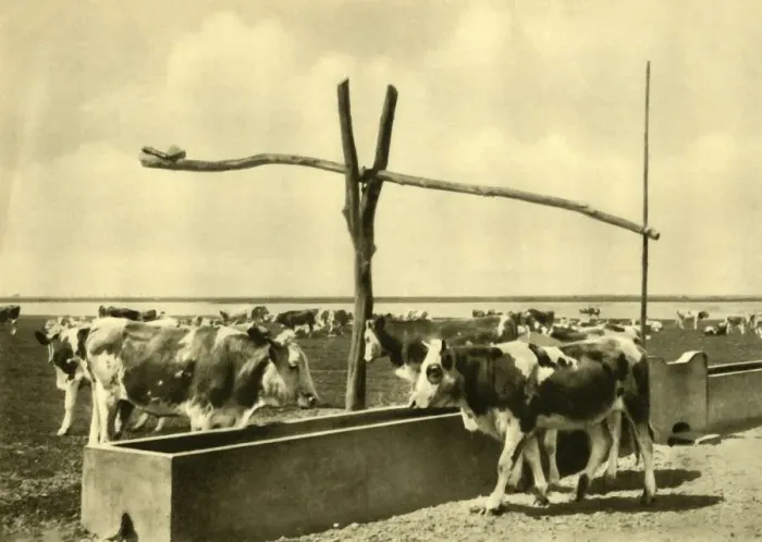 Framed Print : Cattle drinking at a trough, Burgenland, Austria, c1935. Creator: Unknown Framed Print : Cattle drinking at a trough, Burgenland, Austria, c1935. Creator: Unknown