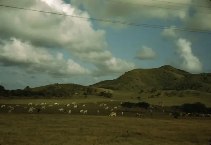 Framed Print : A cattle farm, vicinity of Christiansted, St. Croix, Virgin Islands, 1941. Creator: Jack Delano Framed Print : A cattle farm, vicinity of Christiansted, St. Croix, Virgin Islands, 1941. Creator: Jack Delano
